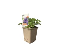 OBI Zvonek dalmatský fialovomodrý pr. květináče cca 9 cm x 9 cm OBI Zvonek dalmatský fialovomodrý pr. květináče cca 9 cm x 9 cm