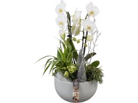 Zimní aranžmá orchideje, zelence a věšáku v šedém keramickém kv., pr. 26 cm