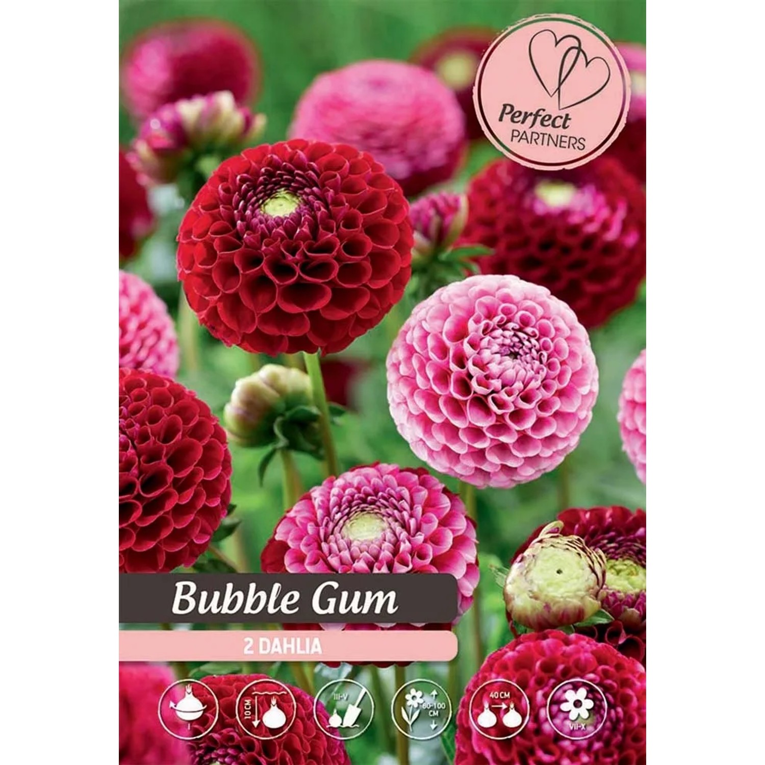 Royal De Ree Holland Dahlia Bubble Gum 2 ks