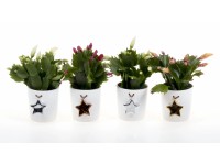 Vánoční kaktus v keramické nádobě pr. nádoby cca 6 cm