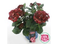 Hortenzie velkolistá Hortenzie velkolistá