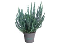 Q-Flower Vřes obecný (Calluna vulgaris) 