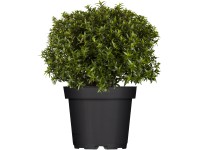 Myrta malolistá (Myrthus microphylla), bílá, pr. kv. cca 17 cm