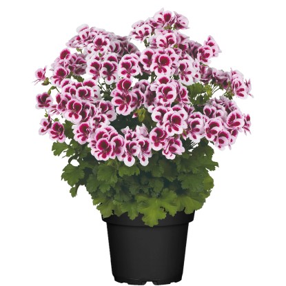 Landgard Pelargonie citrónová (Pelargonium crispum) cca výška 10-15 cm, pr. 12cm