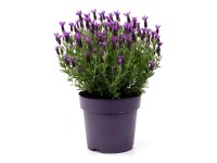 GROW by OBI Levandule smilovitá (Lavandula stoechas) GROW by OBI Levandule smilovitá (Lavandula stoechas)