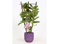 Bambusová orchidej 2 výhony fialová v keramické nádobě pr. květináče cca 12 cm