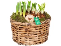 Jarní aranžmá s různými cibulovinami průměr květináče cca 26 cm