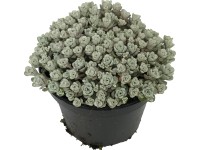 OBI Rozchodník ostrý bílý průměr květináče cca 12 cm Sedum OBI Rozchodník ostrý bílý průměr květináče cca 12 cm Sedum