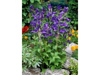 OBI Zvonek širokolistý fialový pr. květináče cca 9 cm x 9 cm OBI Zvonek širokolistý fialový pr. květináče cca 9 cm x 9 cm