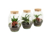 Aranžmá pokojových rostlin ve skleněné nádobě, různé druhy, pr. 17 cm