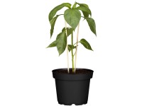 Landgard Paprika žlutá (Capsicum annum) pr. cca 12 cm