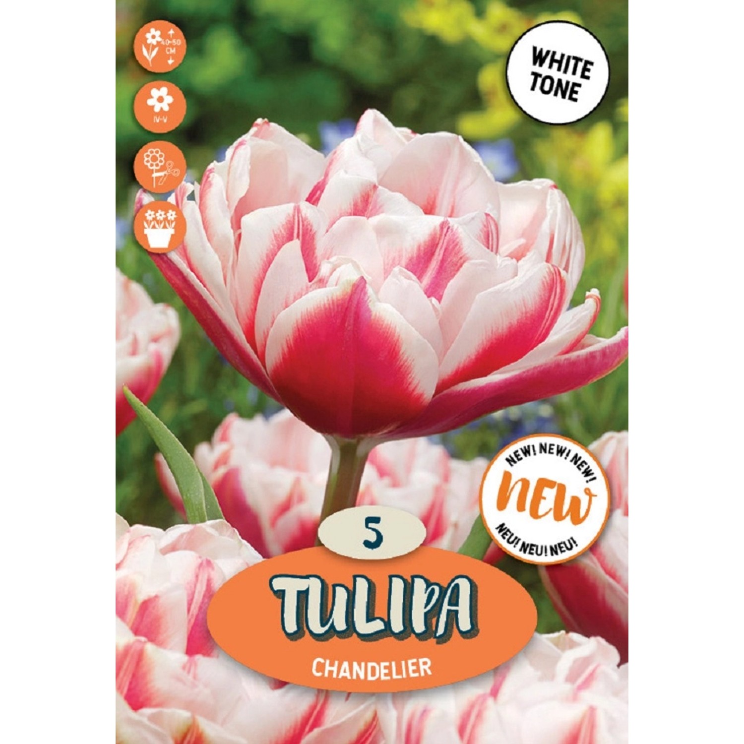 Royal De Ree Holland Květinové cibulky Tulipán Chandelier