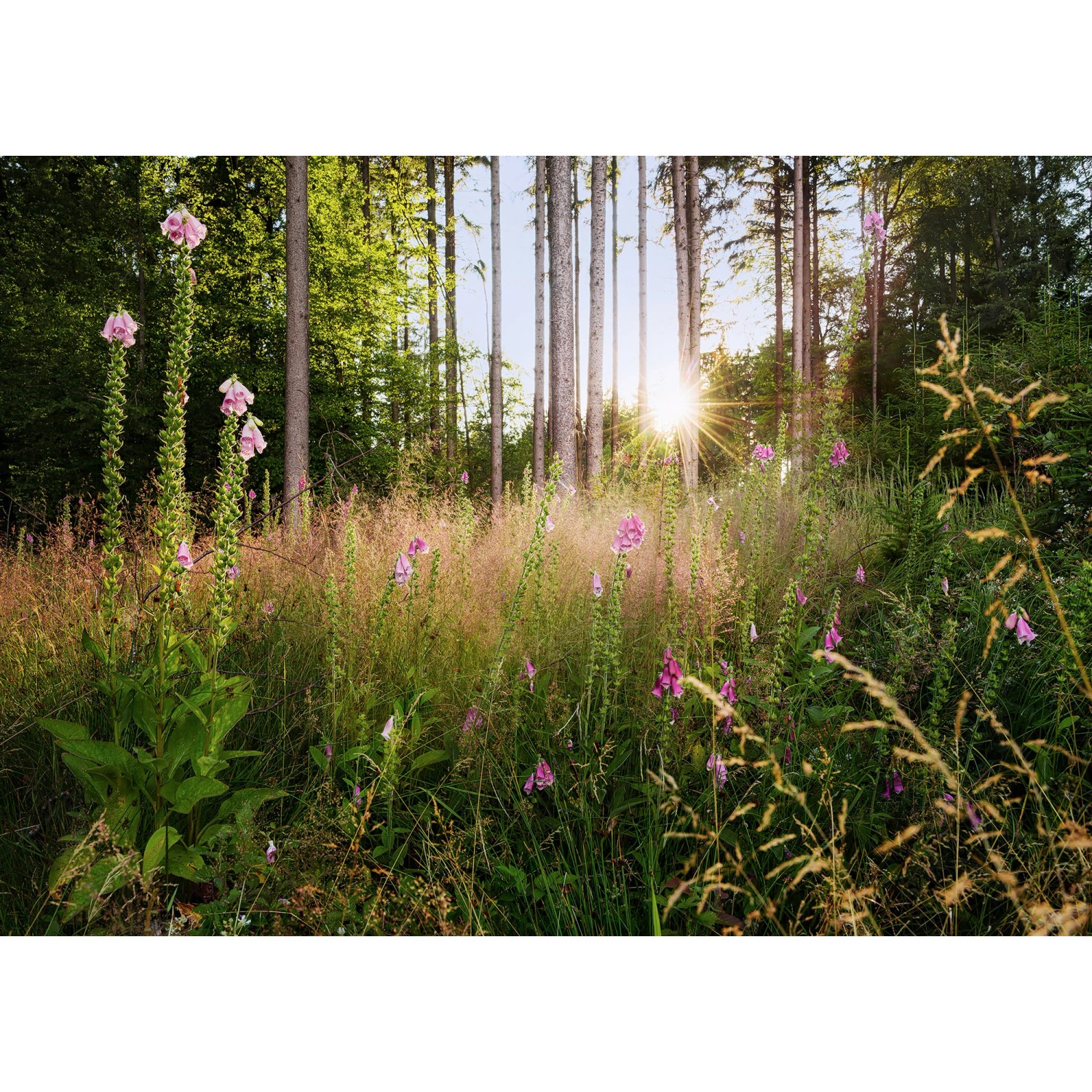Komar Vliesová fototapeta Summer Glade 350 x 250 cm