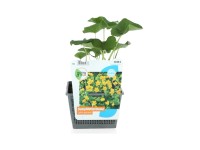 OBI Blatouch bahenní žlutý pr. květináče cca 18 cm