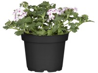 Grow by OBI Sporýš zkřížený (Verbena Hybrida), pr. květináče cca 13 cm Grow by OBI Sporýš zkřížený (Verbena Hybrida), pr. květináče cca 13 cm