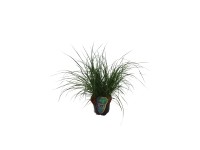 Grow by OBI Dochan (Pennisetum) Hameln, pr. cca 16 cm