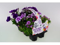 Směs záhonových rostlin ve fialových odstínech výška 10-20 cm, 6 ks/balení