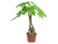 GROW by OBI Pachira průměr květináče cca 12 cm GROW by OBI Pachira průměr květináče cca 12 cm
