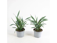 GROW by OBI Borůvková lilie (Dianella revoluta) pr. 14 cm