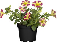 OBI Petunie OBI Petunie