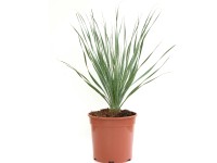 GROW by OBI Trávovník (Dasylirion serratifolium) výška 20-30 cm, květináč 7 l