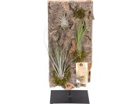 Aranžmá tillandsií na obdélníkové kůře stromu průměr cca 15 cm