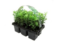 Emerald Brslen Fortuneův bíle žíhaný balení po 6 ks průměr květináče: přibl.