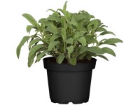 GROW by OBI Šalvěj lékařská, 60-90 cm, pr. květináče 14 cm, Salvia officinalis GROW by OBI Šalvěj lékařská, 60-90 cm, pr. květináče 14 cm, Salvia officinalis