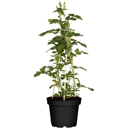 Popínavé růže, pr. květináče cca 23 cm