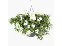 Q-Flower Jasmínokvětý lilek (Solanum laxum) pr. cca 27 cm