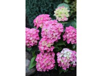 Hortenzie kalinolistá (hydrangea macrophylla) Rock & Roll Pink Hortenzie kalinolistá (hydrangea macrophylla) Rock & Roll Pink