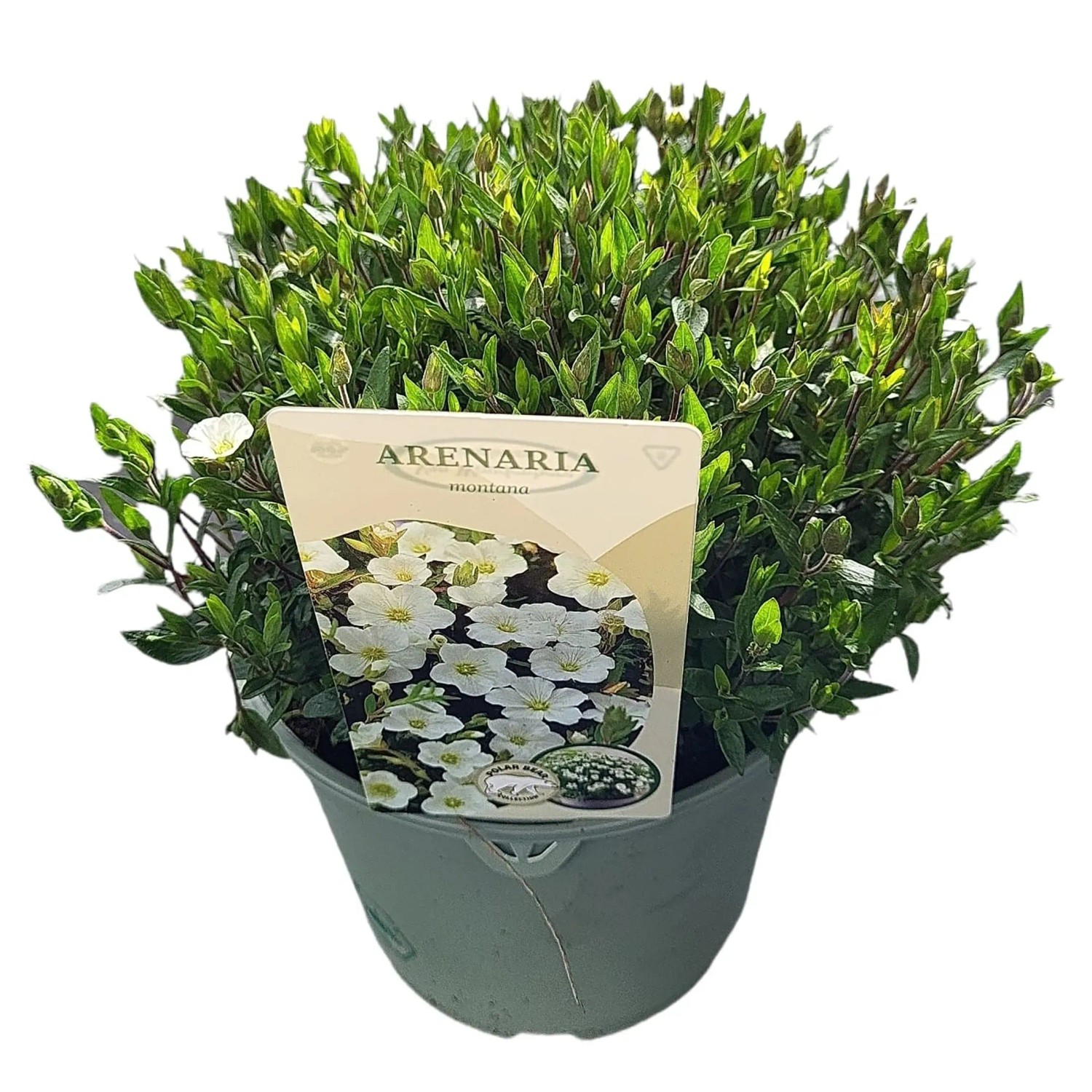 The HC Companies Jardinières, Miel, 40,6 cm