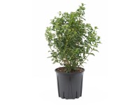 GROW by OBI Kalina modroplodá (Viburnum tinus) GROW by OBI Kalina modroplodá (Viburnum tinus)