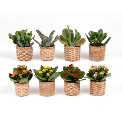 Pokojová rostlina v keramickém květináči, různé druhy, pr. kv. 6 cm