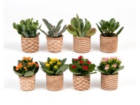 Pokojová rostlina v keramickém květináči, různé druhy, pr. kv. 6 cm