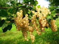 ARBOEKO Bílý rybíz (Ribes rubrum) různé odrůdy, výška cca 40 cm