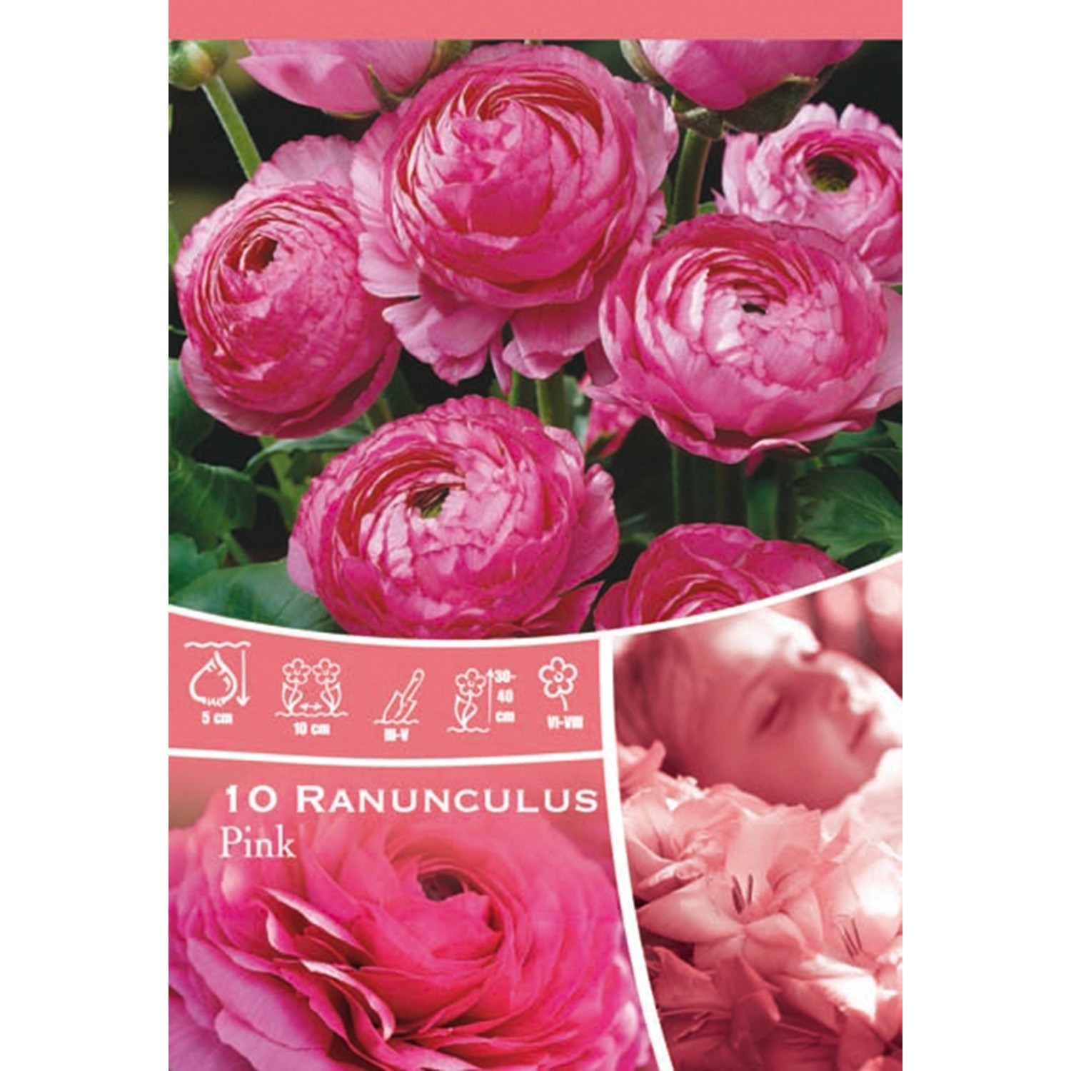 Pryskyřník růžový