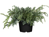 OBI jalovec šupinatý Blue Carpet, 5-10 cm, květináč cca 5 l