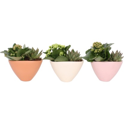 Aranžmá kolopejky v keramické nádobě, Ø květináče cca 18 cm