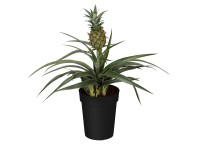Royal Lemkes Ananasovník chocholatý (Ananas comosus) 'Mi Amigo' 35cm pr.11cm Royal Lemkes Ananasovník chocholatý (Ananas comosus) 'Mi Amigo' 35cm pr.11cm