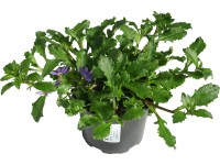 OBI Vějířovka mix průměr květináče cca 13 cm Scaevola OBI Vějířovka mix průměr květináče cca 13 cm Scaevola