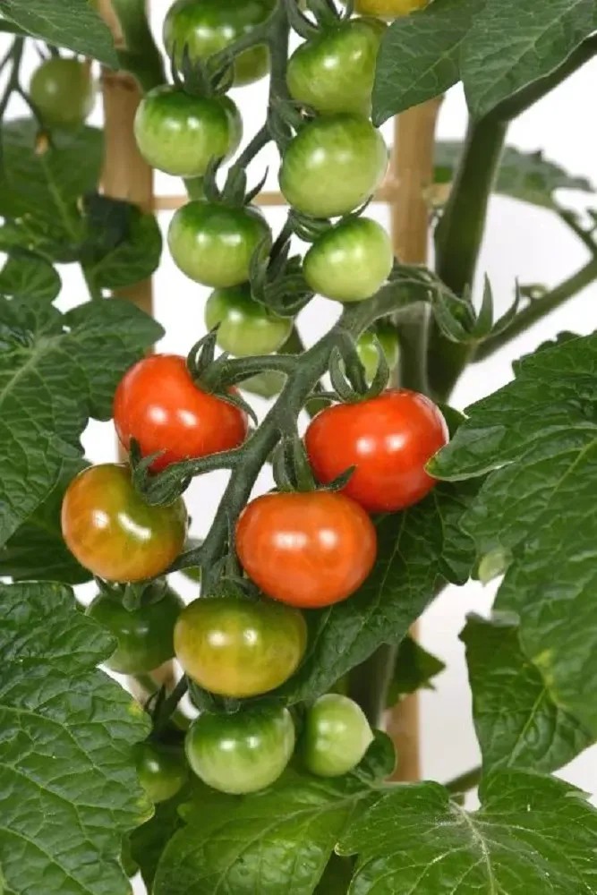 montano-raj-e-jedl-ke-kov-solanum-lycopersicum-dalimil-6-pack