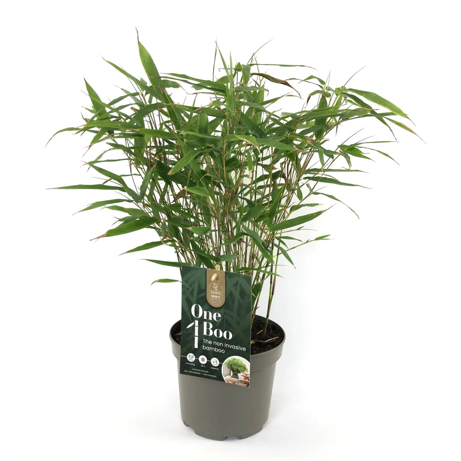 cactus avatar Momo Cactus Stickie (6in)  Youtooz Collectibles