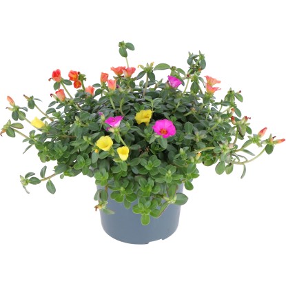 GROW by OBI Šrucha (Portulaca hybrida) "Nano Tricolor Trio" cca pr. 12 cm