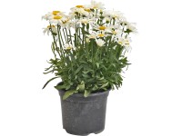 OBI Zahradní kopretina průměr květináče cca 13 cm Leucanthemum