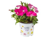 Petúnie (Petunia sanguna), různé barvy, pr. kv. cca 10,5 cm Petúnie (Petunia sanguna), různé barvy, pr. kv. cca 10,5 cm