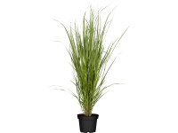 Grow by OBI Proso prutnaté (Panicum) North Wind, pr. cca 22 cm