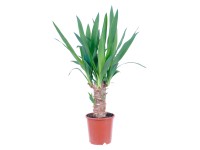 GROW by OBI Juka 1 kmínek průměr květináče cca 11 cm GROW by OBI Juka 1 kmínek průměr květináče cca 11 cm