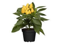 Paprika setá (Capsicum annuum), pr. kv. cca 11 cm