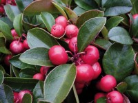 Libavka výška cca 5 - 10 cm nádoba cca 0,5 l Libavka výška cca 5 - 10 cm nádoba cca 0,5 l